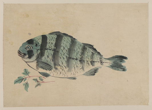 A picture of Fish