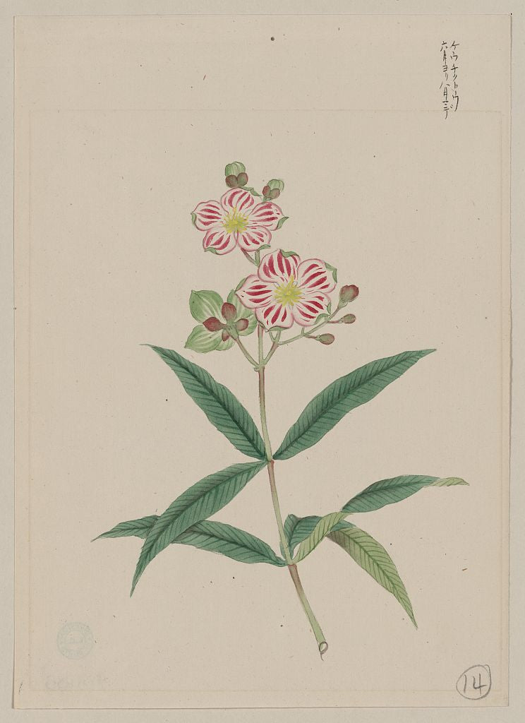 A picture of Five petal red-on-white blossoms on stem above two three-leaf whorls