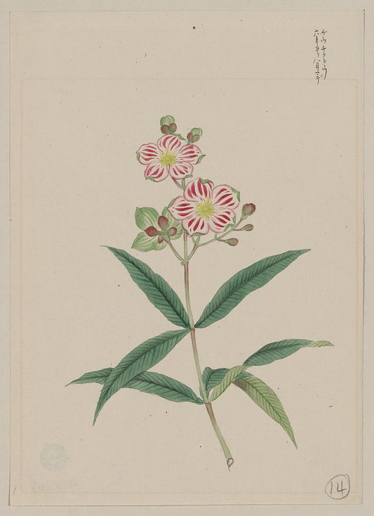 A picture of Five petal red-on-white blossoms on stem above two three-leaf whorls