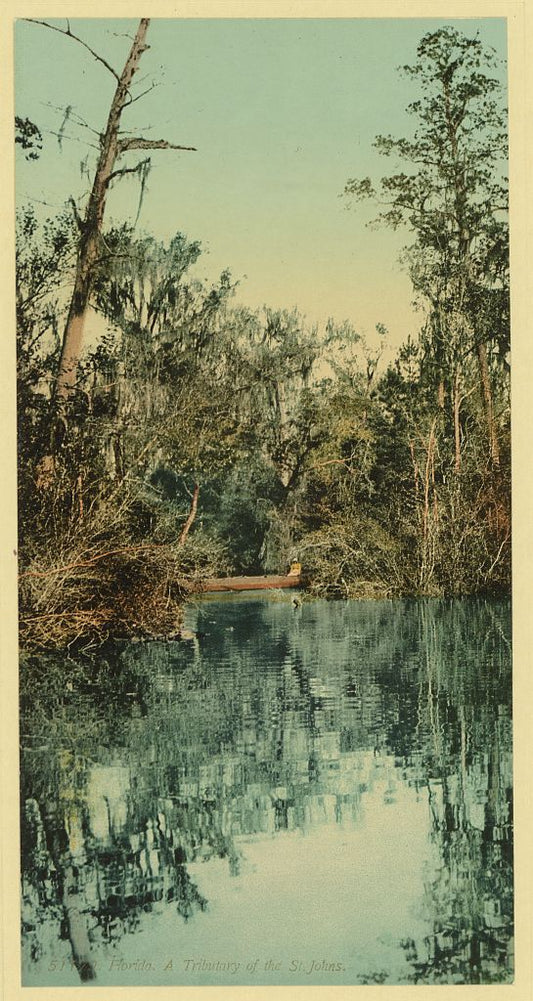 A picture of Florida. Tributary of the St. Johns