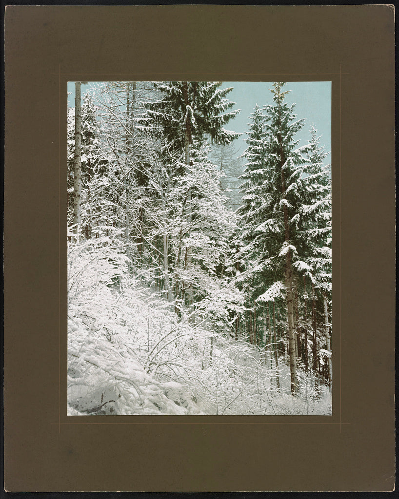 A picture of Forêt alpestre, Glaris, 1 / Waldparthie bei Glarus, 1