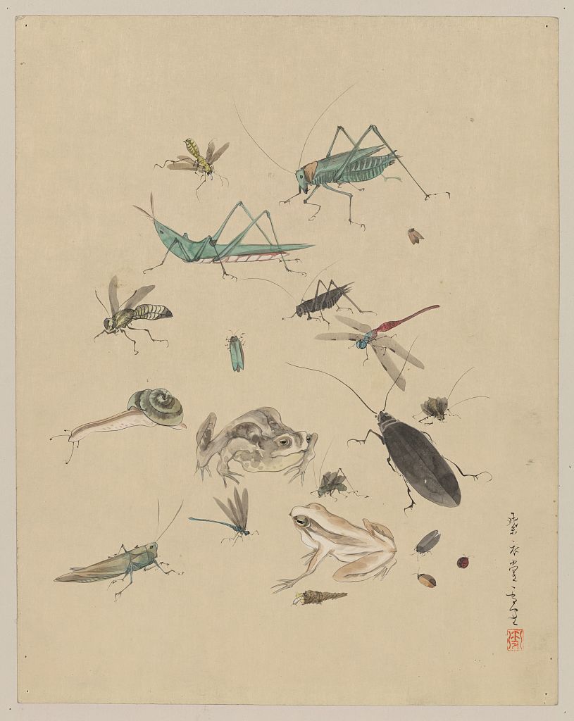 A picture of Frogs, snails, and insects, including grasshoppers, beetles, wasps, and dragonflies