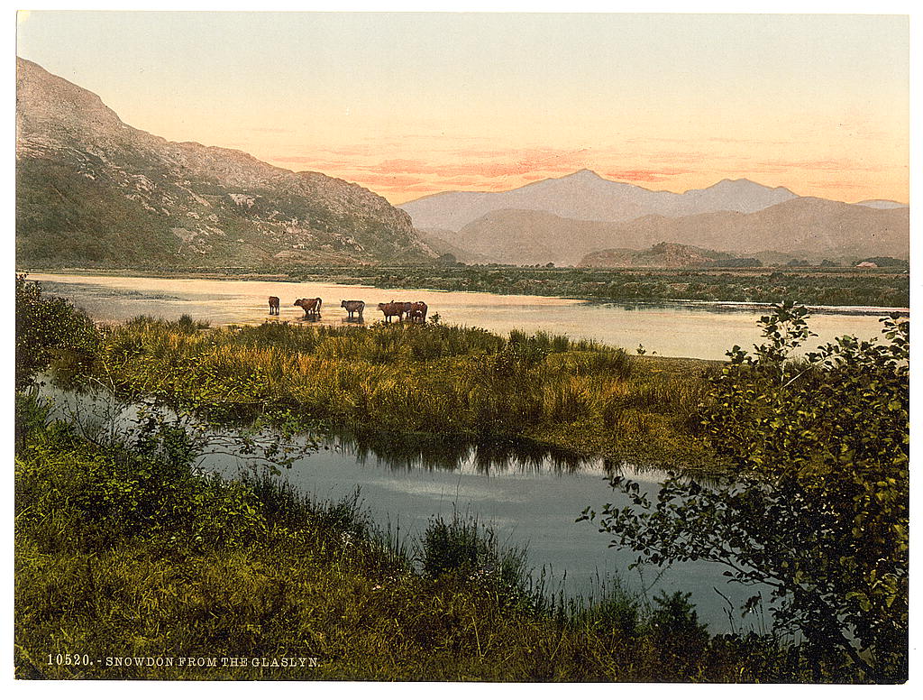 A picture of From Glaslyn (cattle study), Snowdon, Wales