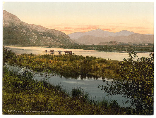 A picture of From Glaslyn (cattle study), Snowdon, Wales