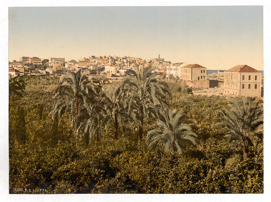 A picture of From the garden, Jaffa, Holy Land, (i.e. Israel)