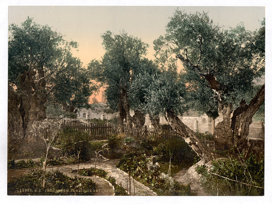 A picture of Garden of Gethsemane, Jerusalem, Holy Land