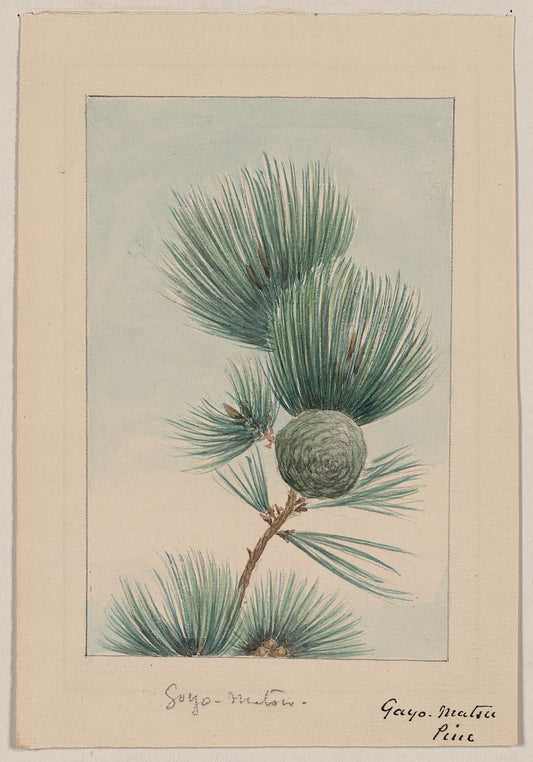 A picture of Gayo matsu pine