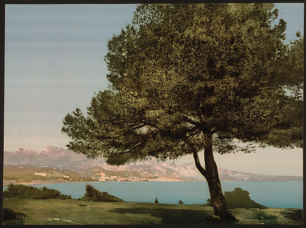 A picture of General view, Cap Martin, Mentone, Riviera