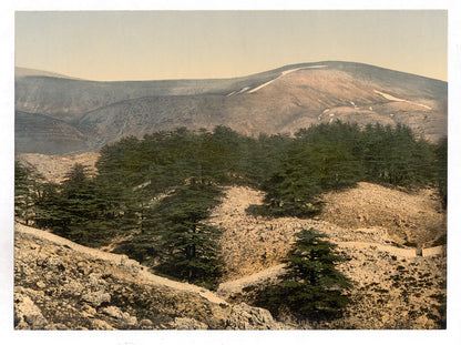 A picture of General view of the cedars of Lebanon, Lebanon, Holy Land