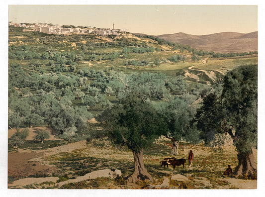 A picture of General view, Samaria, Holy Land, (i.e., Sabastiyah, Israel)