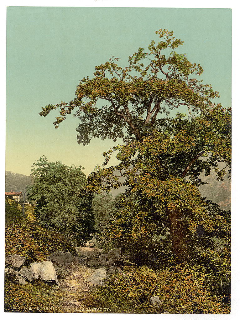 A picture of Giornico, old chestnut tree near the railway, St. Gotthard Railway, Switzerland