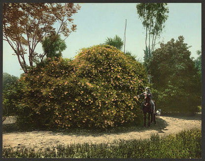 A picture of Gold of Ophir rose bush