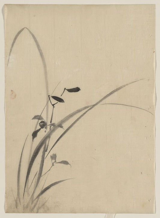 A picture of Grasses