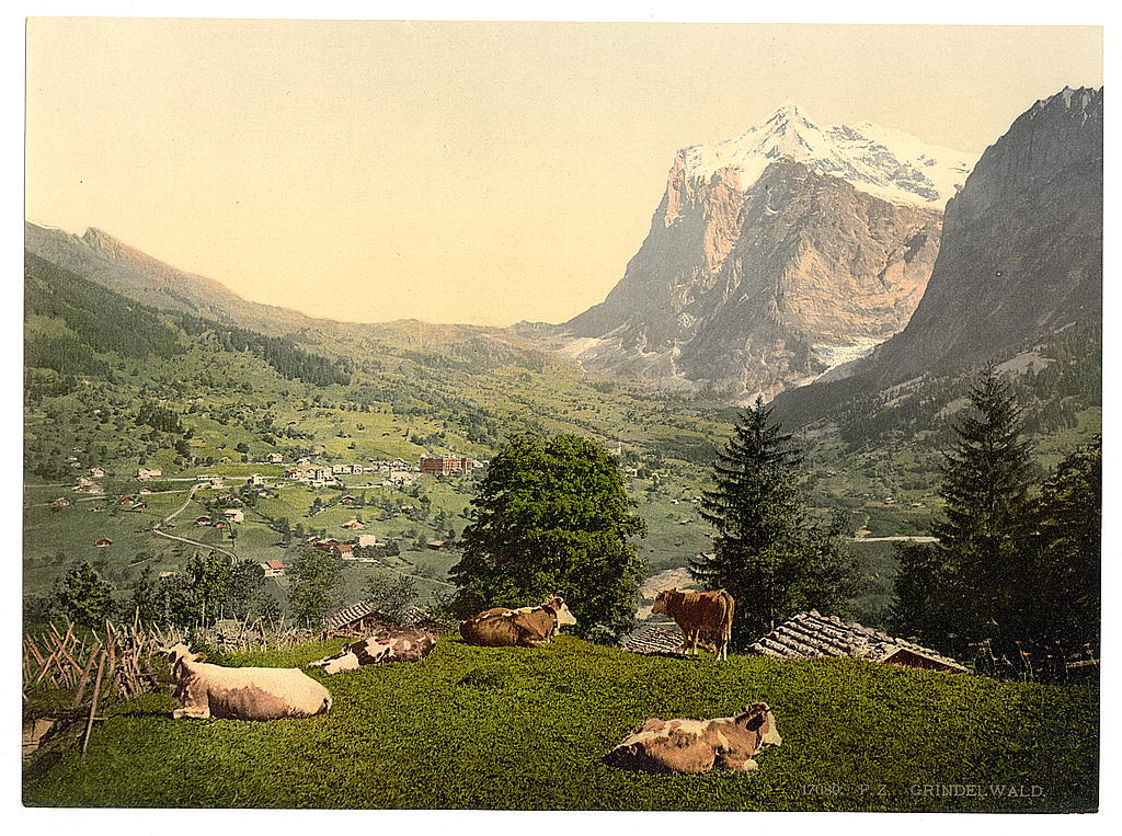 A picture of Grindelwald, cows in pasture, Bernese Oberland, Switzerland