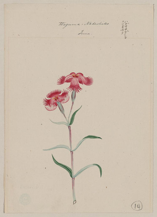 A picture of Haguma nadeshiko - June