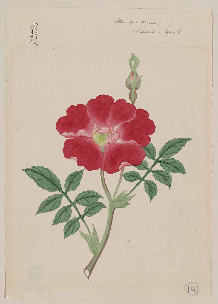 A picture of Hai kai kuwa - March-April