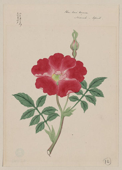A picture of Hai kai kuwa - March-April