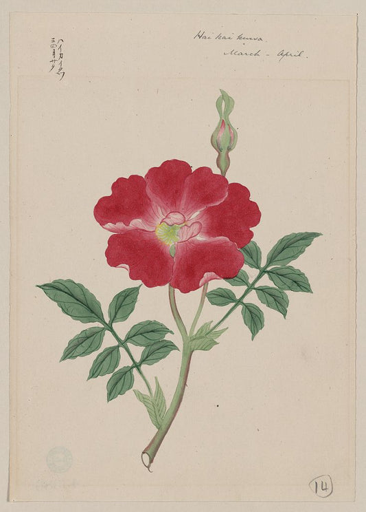 A picture of Hai kai kuwa - March-April