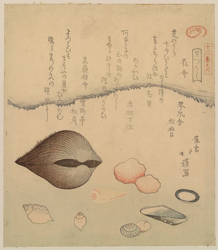 A picture of Hana gai aragai masuō gai