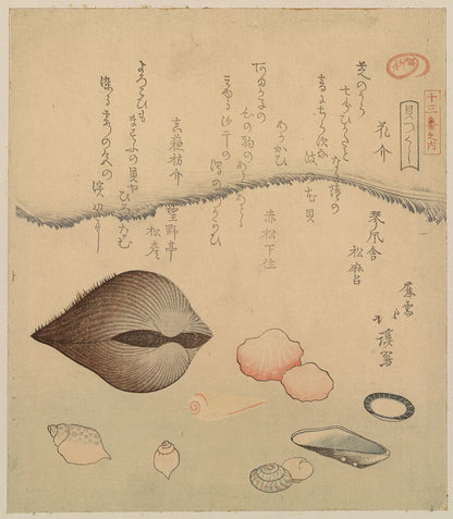 A picture of Hana gai aragai masuō gai