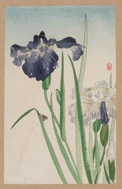 A picture of Hanashōbu