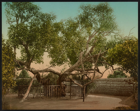 A picture of Heliopolis, arbre de la Sainte Mère