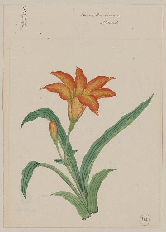A picture of Hime kuwanso possibly heme kwanso - March