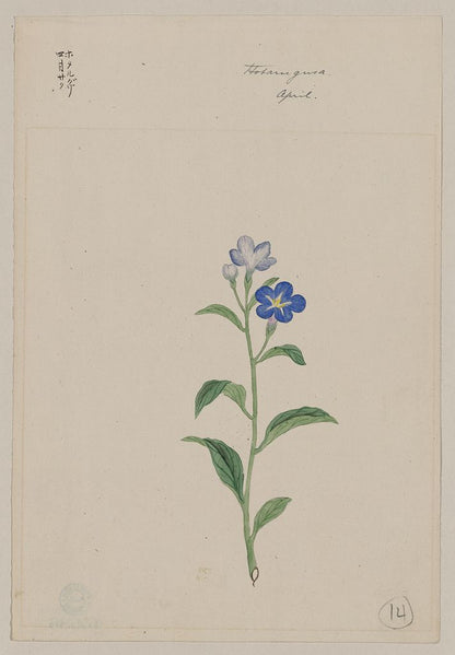 A picture of Hotarugusa - April