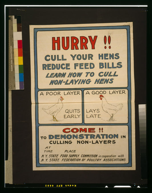 A picture of Hurry!! Cull your hens, reduce feed bills