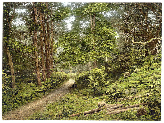 A picture of In the woods, Sheringham, England