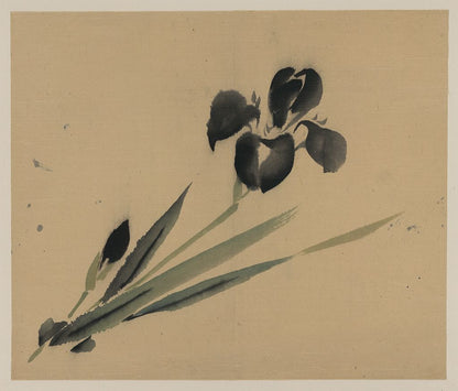 A picture of Iris?