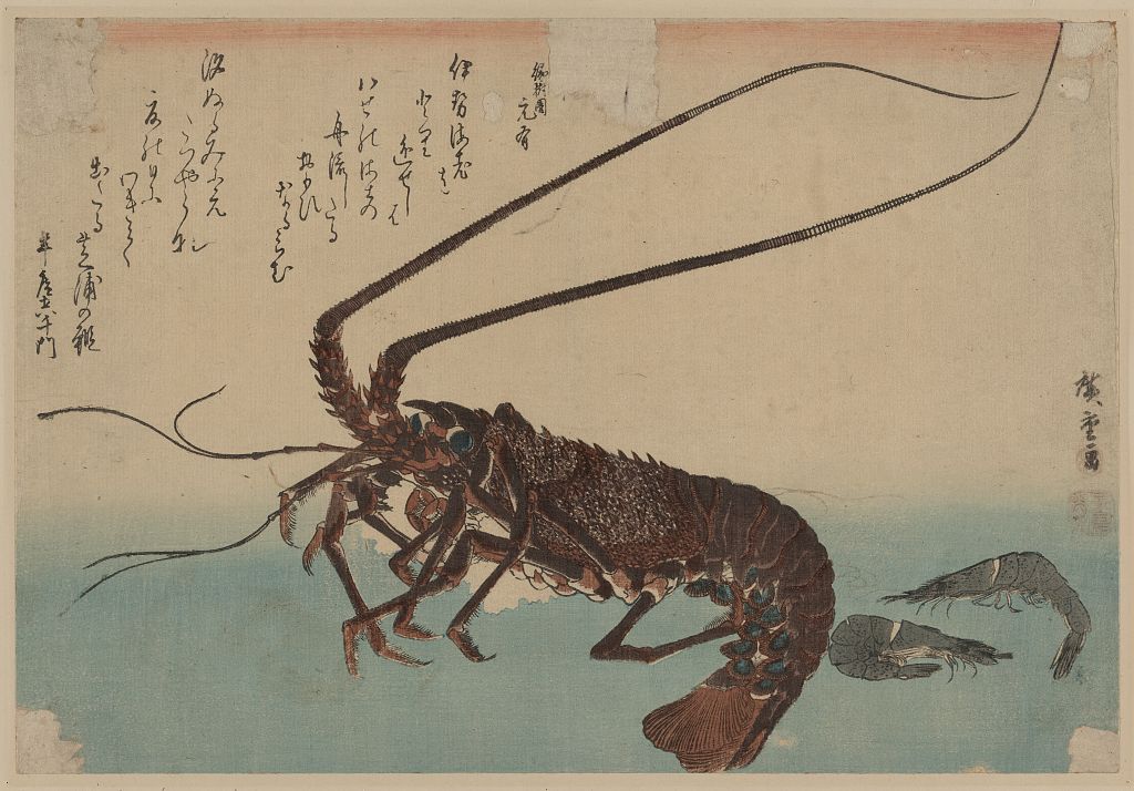 A picture of Ise ebi to shiba ebi