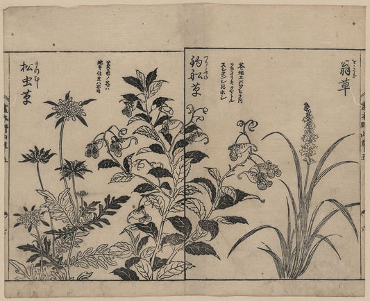 A picture of Japonica, bell flowers, and anemone