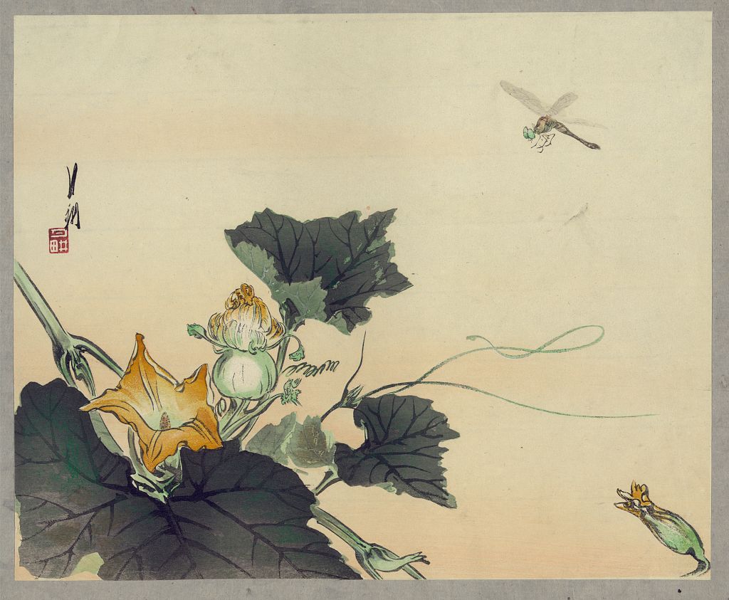 A picture of Kabocha ni tonbou