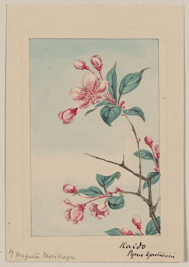 A picture of Kaido pyrus spectabalis i.e., spectabilis