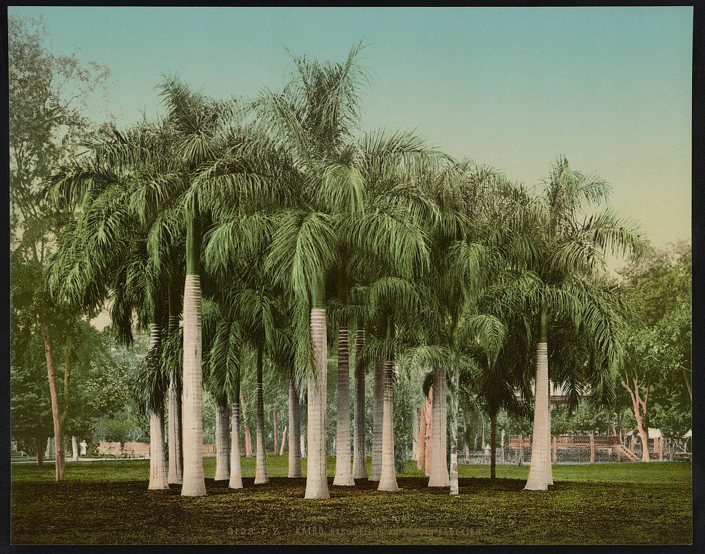 A picture of Kairo, Sagoutiers au Jardin Esbekieh