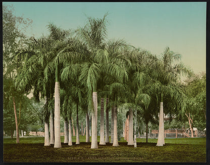 A picture of Kairo, Sagoutiers au Jardin Esbekieh