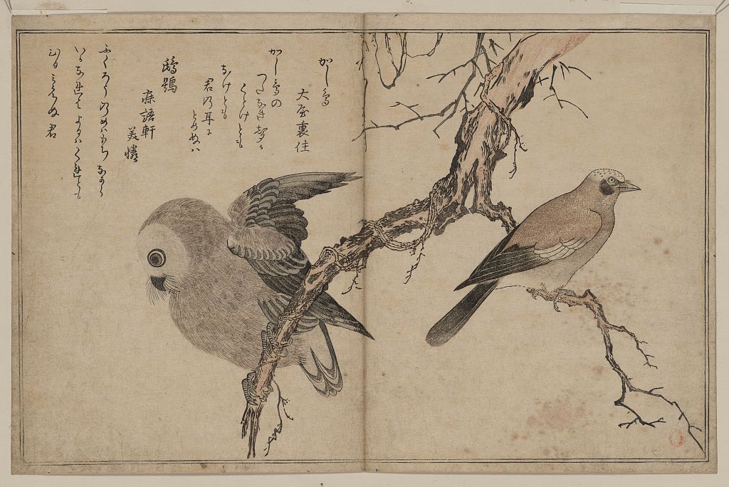 A picture of Kashidori fukurō