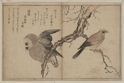 A picture of Kashidori fukurō