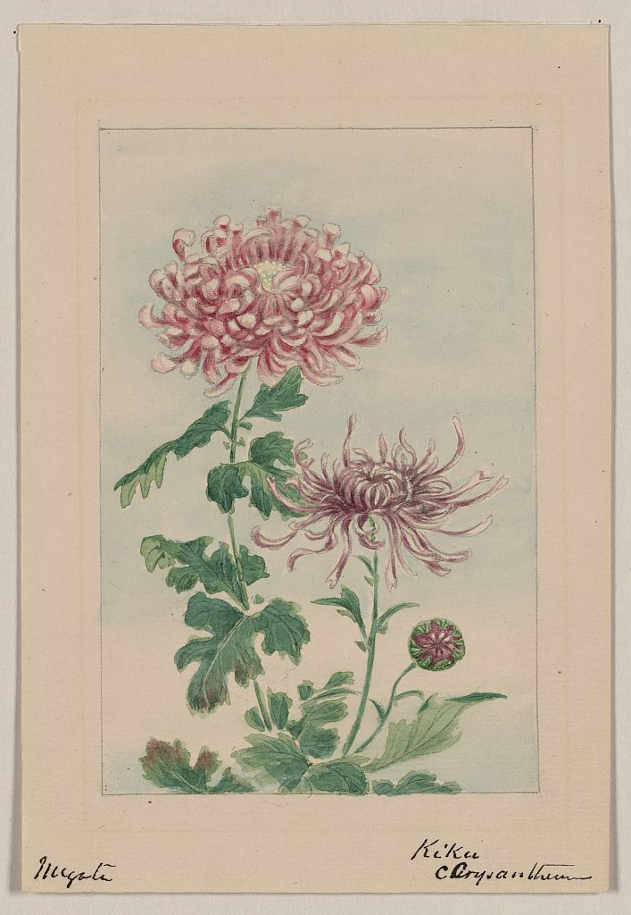 A picture of Kiku - chrysanthemum