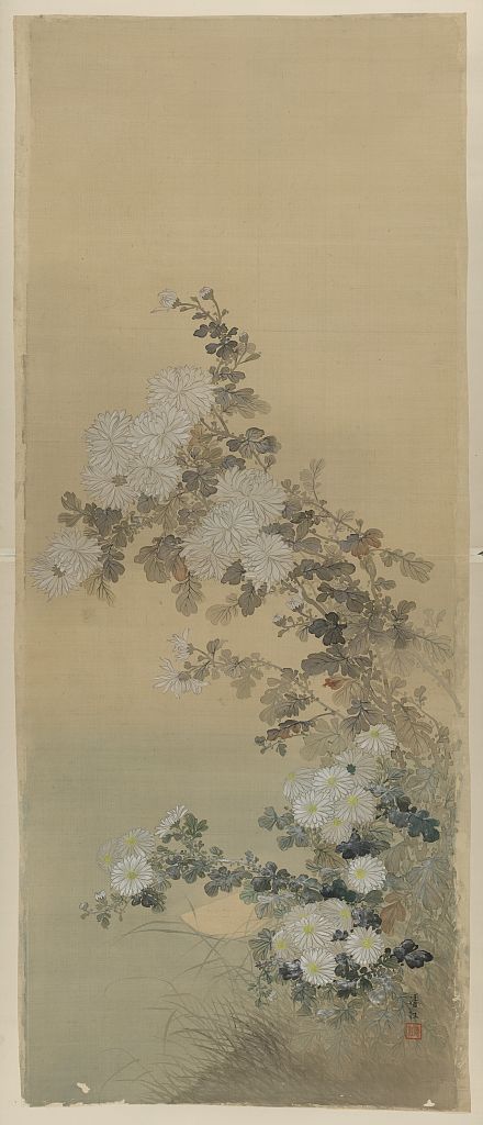 A picture of Kiku zu