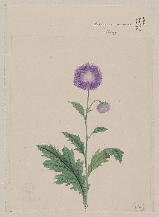 A picture of Kitsune azami - May