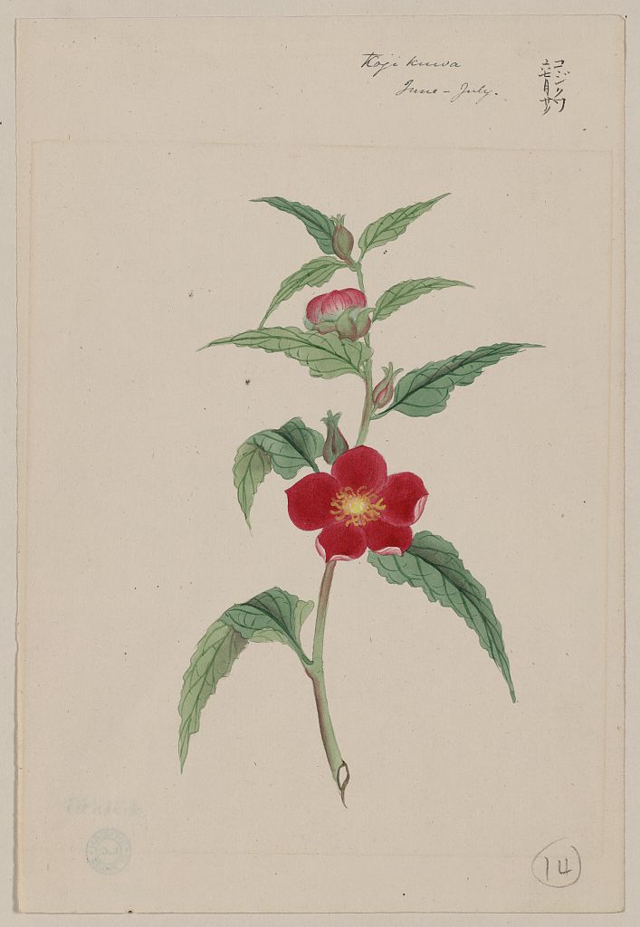 A picture of Koji kuwa - June-July