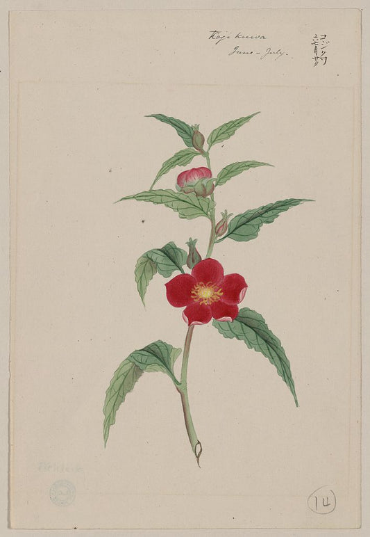 A picture of Koji kuwa - June-July