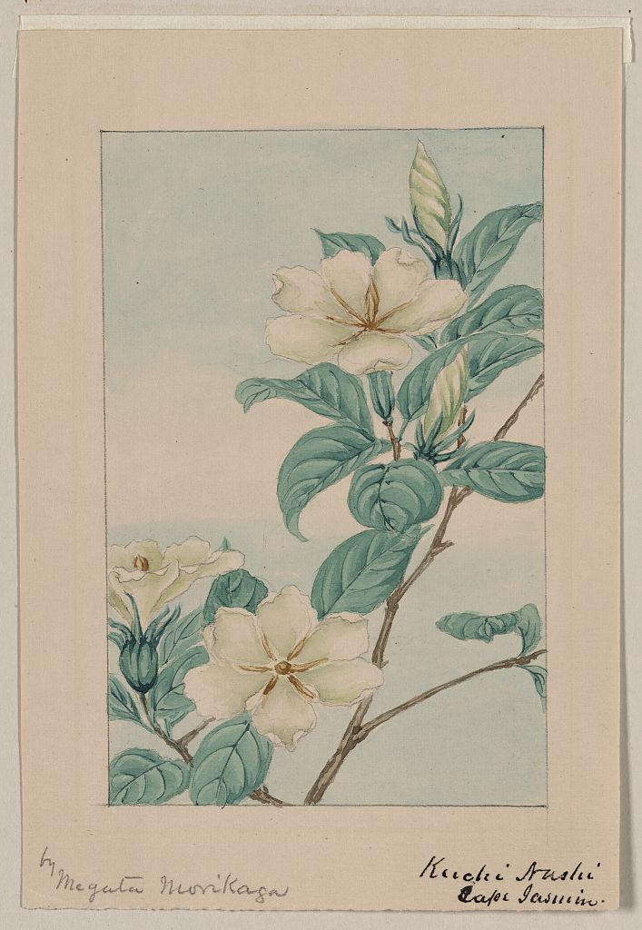A picture of Kuchi nashi - cape jasmine