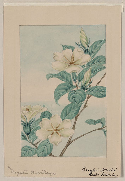 A picture of Kuchi nashi - cape jasmine