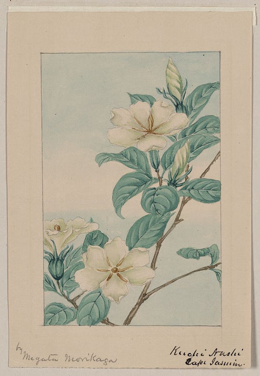 A picture of Kuchi nashi - cape jasmine