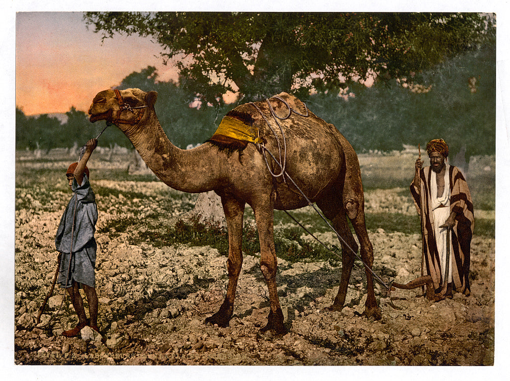 A picture of Laborers, Plain of Esdraelon, Holy Land, (i.e., Plain of Jezreel, Israel)