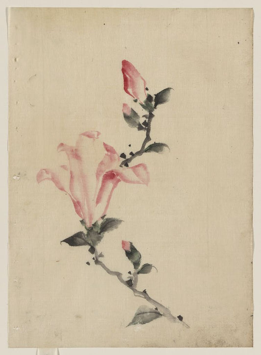 A picture of Large pink blossom on a stem with three additional buds