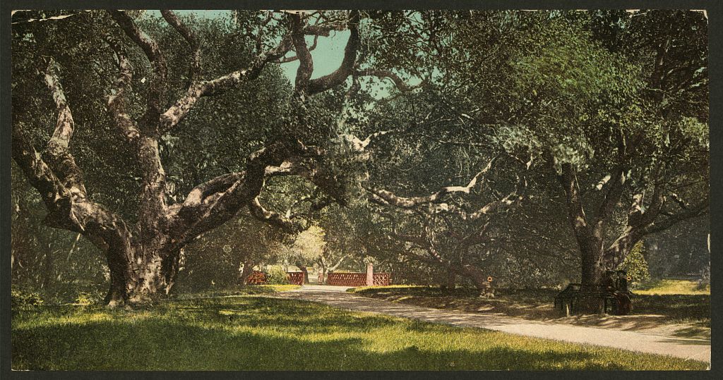 A picture of Live oaks at Berkely College